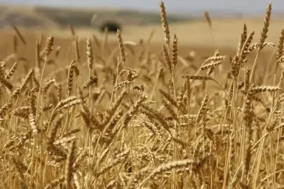 Karadeniz’de savaş gerilimi etkili oluyor: Buğday fiyatları 3 yılın zirvesinde