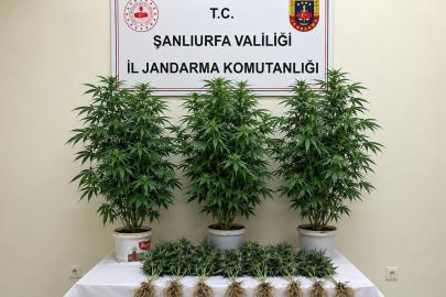 Şanlıurfa'da kenevir operasyonu
