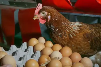 Tavuk ve yumurtada üretim rakamları belli oldu: Yıllık artış dikkat çekti