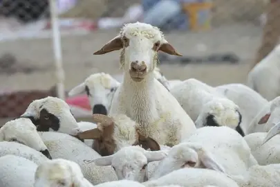TİGEM'den milyonluk küçükbaş ihalesi! 7 bin 350 hayvan satışa çıkıyor