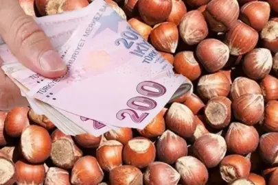 TMO fındık alım takvimini ve şartlarını açıkladı! İşte Giresun, levant ve sivri kalite fındık fiyatları