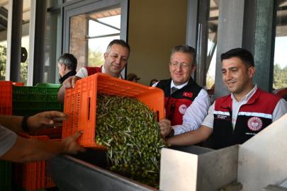 Türkiye’de Sezonun İlk Zeytin Hasadı Dikili Bademli’de Gerçekleştirildi