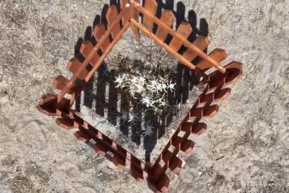 700 bin TL ceza da yetmedi! Bu çiçeği korumak için sonunda bunu yaptılar