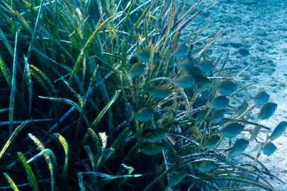 Bakan Kurum açıkladı: Göcek’te deniz çayırları için seferberlik! Tekne çapalarına karşı restorasyon projesi