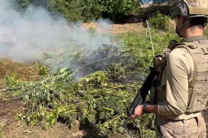 Diyarbakır’da 217 bin kök kenevir ve skunk imha edildi