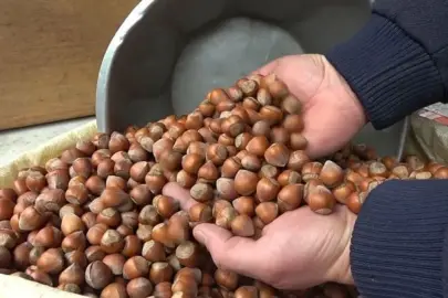 Fındık fiyatı 190 TL'ye düştü! Gören oraya koştu, binlerce üretici  sıraya girdi