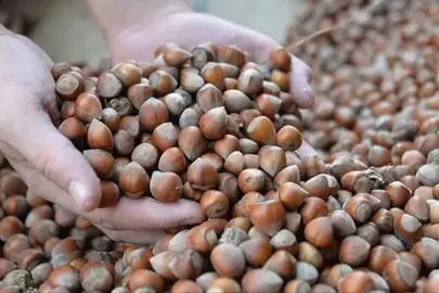 Fındık piyasasına sıkı denetim! Bakanlık duyurdu: İki şehirde denetim başlatıldı