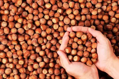 Fındıkta hasat sonrası büyük telaş! Yollara serildi... Üretici buraya göçe başladı