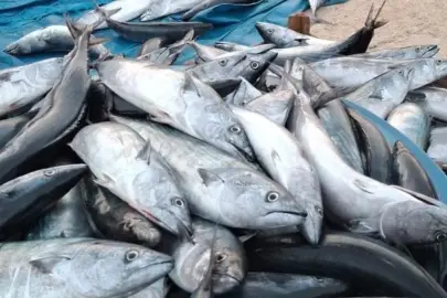 Karadeniz'de balık fışkırıyor, kışlık için stok yapmaya başladılar