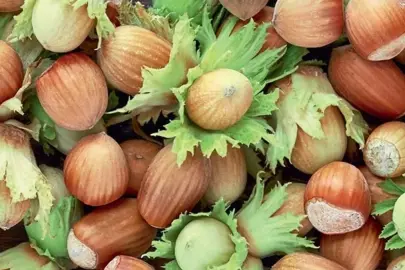 Kullanmayan bin pişman! Fındıkta maliyetleri yüzde 70 azaltan yöntem ortaya çıktı