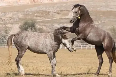 TİGEM 15 safkan Arap koşu tayı satacak