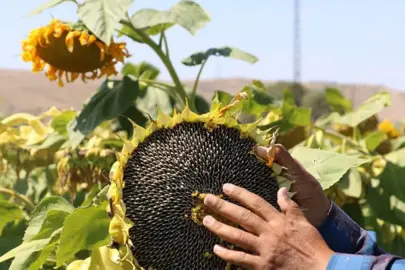 TİGEM 1600 ton yağlık ayçiçeğini satışa çıkarıyor