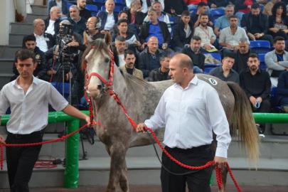 TİGEM 17 safkan Arap koşu tayı satışı yapacak