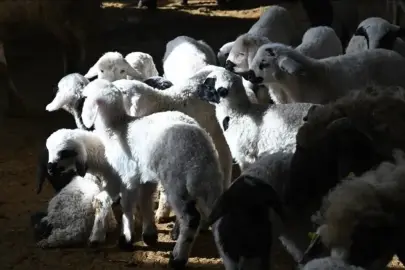 TİGEM binlerce küçükbaş hayvan satacak
