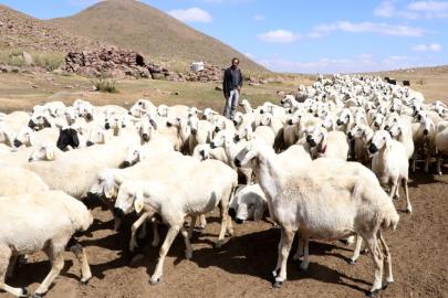 Türkiye hayvan varlığında Avrupa ülkelerini geride bıraktı