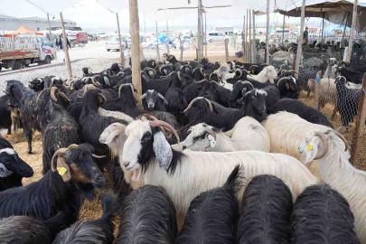 Akşehir’de hayvan pazarı veba hastalığı nedeniyle kapatıldı