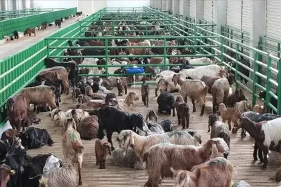 Hayvancılığa 52.5 milyar liralık destek