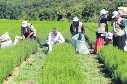 Kocaelide kadın çiftçilere üretimde güçlü destek