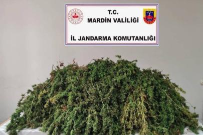 Mardin’de 43 kilo skunk ele geçirildi: 1 gözaltı