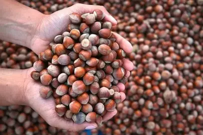 Sadece 5'er kilo aldılar! İşte Türk fındığında şaşırtan liste