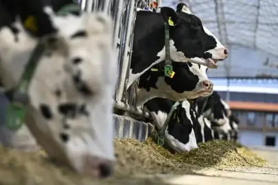 Sığır, manda, koyun-keçi...  5 sınıfa ayrılacak! İşte hayvancılıkta yeni kurallar