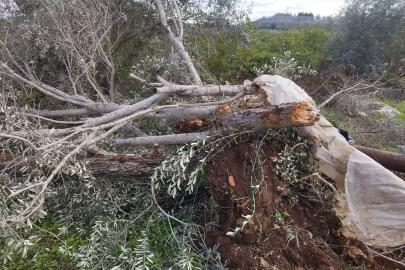 Siyonist yerleşimcilerden zeytin sezonunda saldırı: 45 binden fazla ağaç zarar gördü