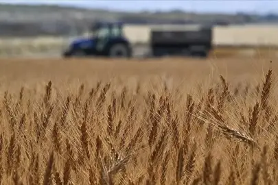 TİGEM 2 bin 116 ton buğday satışı yapacak