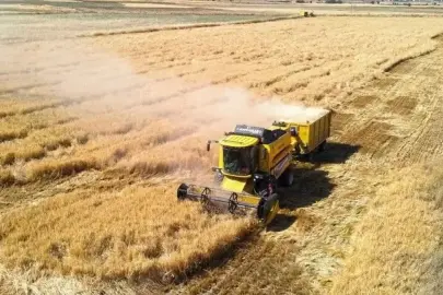 TİGEM 2 bin 906 ton mahsul buğday satacak