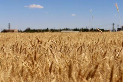 TİGEM'den 4 bin 427 ton buğday satışı