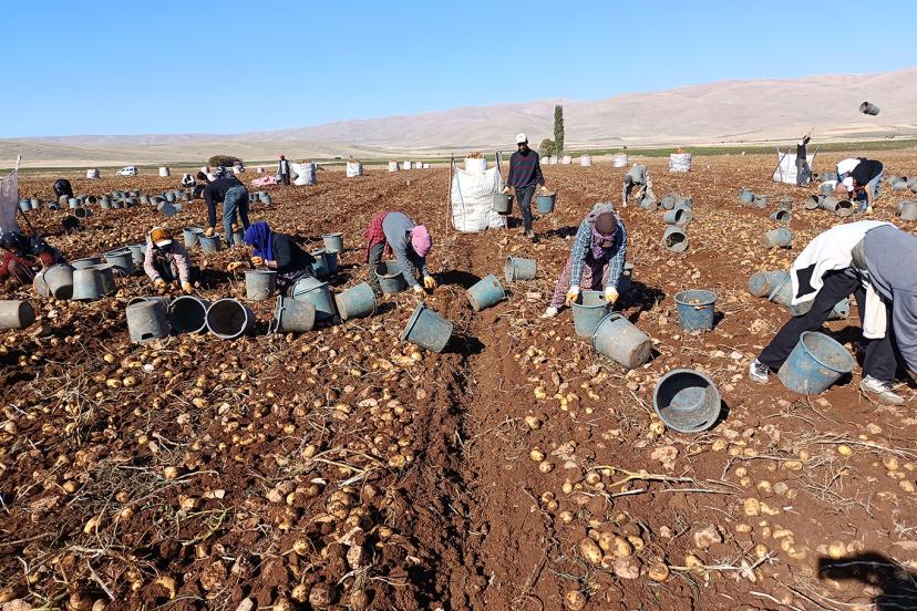 Tohumluk patatesler Türkiye'nin dört bir yanına gönderiliyor
