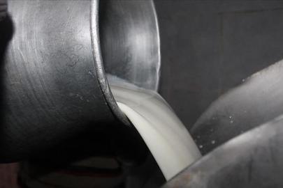 Toplanan inek sütü miktarı ağustosta yüzde 9,5 arttı