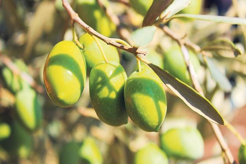 AB’den ‘Tescilli’ Zeytinlikler Yandı