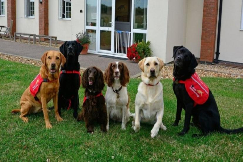 Alman Araştırmacılar Eğitmeyi Başardı: Narkotik Köpekleri Koronavirüsü Tespit Edebiliyor!