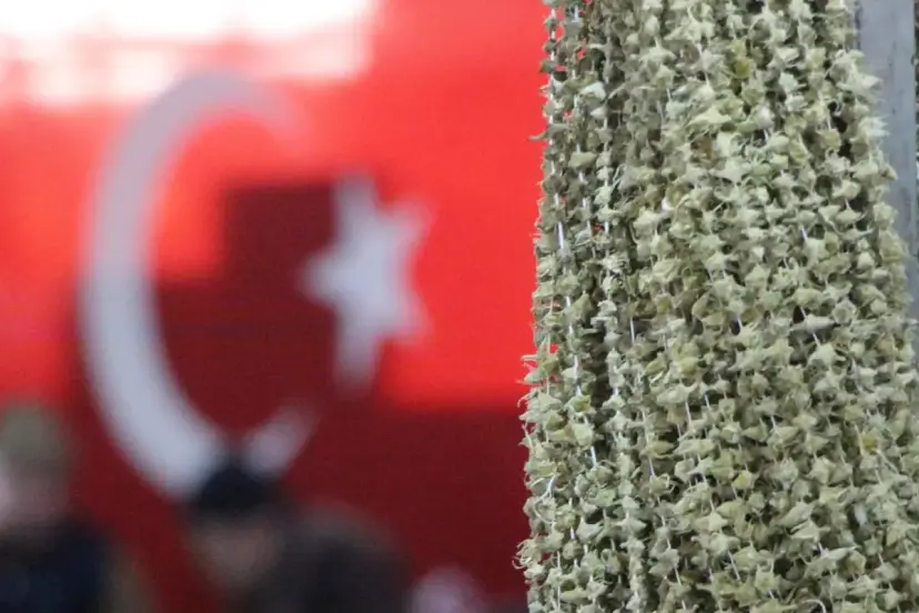 Amasya'nın Çiçek Bamyası altınla yarışıyor: Kilosu 3.500 lira