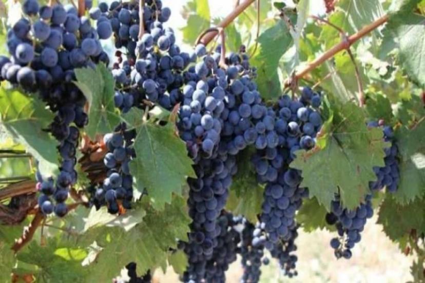 Anadolu Topraklarından Götürülen 'Merzifon Karası' Üzümü Anavatanına Geri Döndü