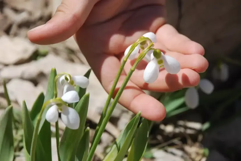 Aşı yapımında kullanılan kıymetli bitki için bakanlıktan karar! Sökümü 5 yıl boyunca yasaklandı