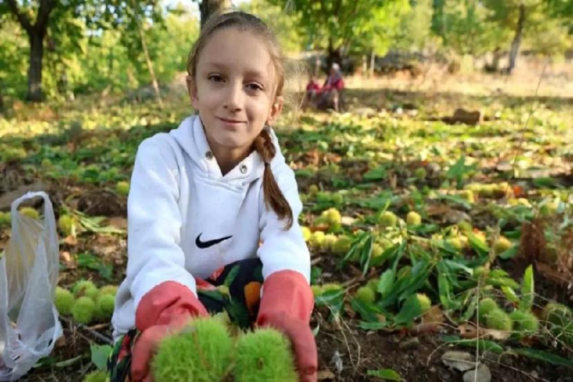 Aydın'da Kestane Hasat Sezonu Başladı