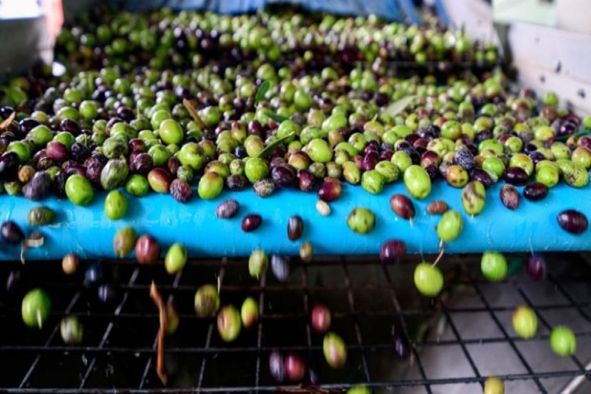 Başkan Eşki: 'Üreticimizin yükünü hafifletiyor, tarımı güçlendiriyoruz'