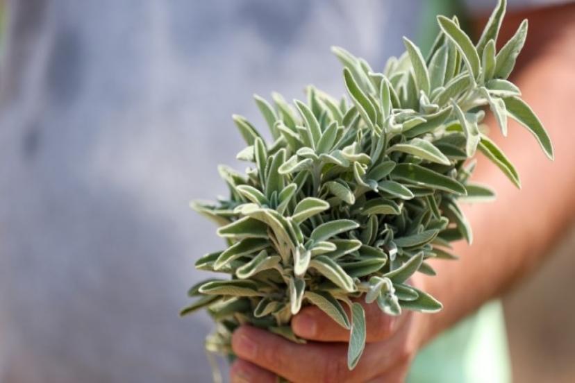 Belediyecilikte Yeni Bir Model: İhracatçı Belediye