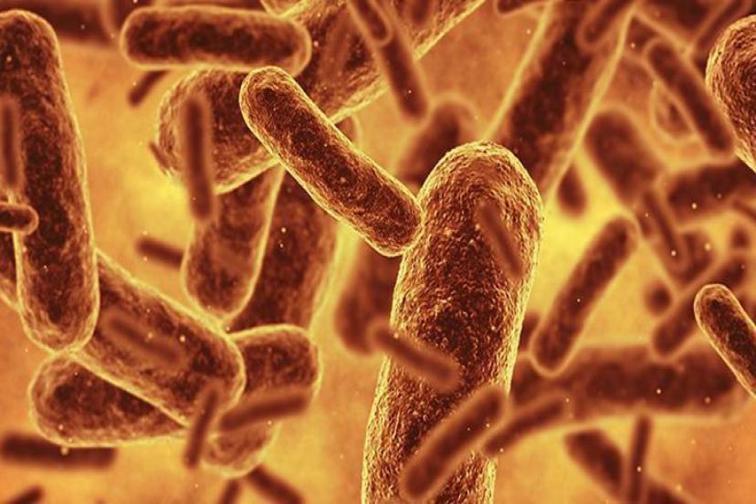 Bilim insanları bugüne kadarki en sentetik canlıyı oluşturdu