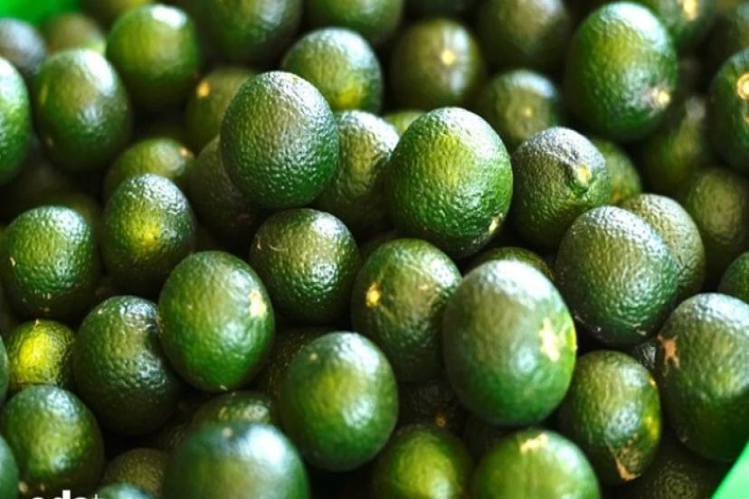 Bodrum Simgesinde Rekolte Sevinci