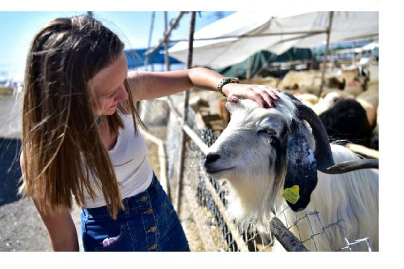 Bornova Belediyesi'nden Modern Ve Hijyenik Koşullarda Kurban Hizmeti 