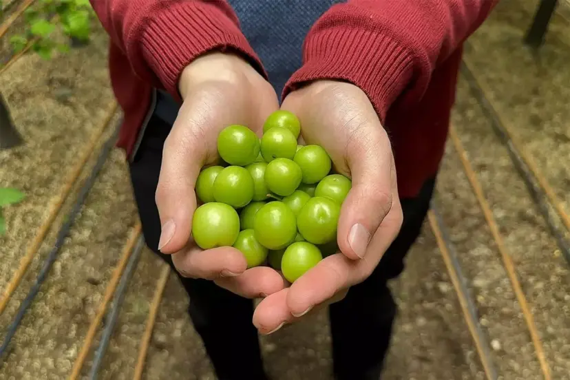 Bursa'da ilk erik hasadı yapıldı, kilosu 7 bin lira