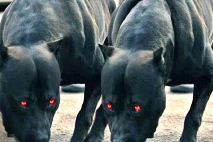 Çevre Bakanlığı, 81 ilin valilik ve belediyelerine sahipsiz hayvanlarla ilgili genelge gönderdi