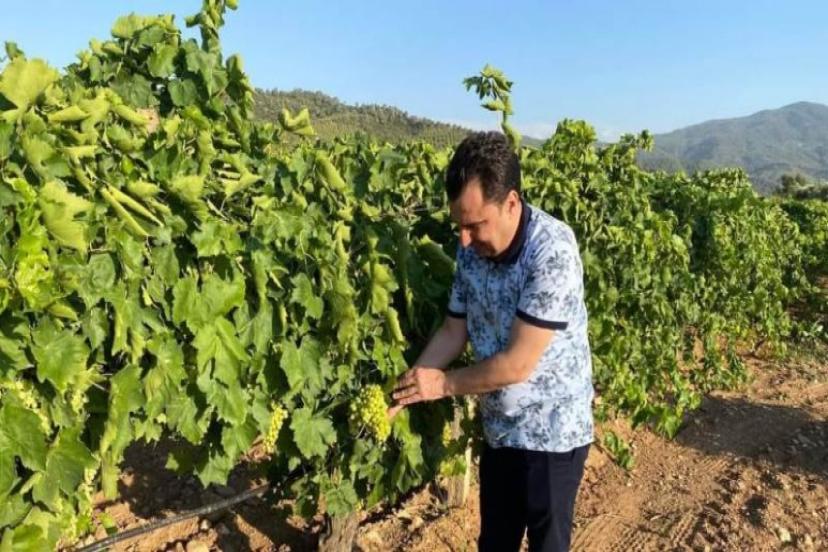 CHP’li Başevirgen, 'Manisa'da Bağları Mildiyö Hastalığı Vurdu'