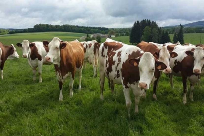 Çiftçi sütten para kazanınca üretim de işleme tesisleri de arttı