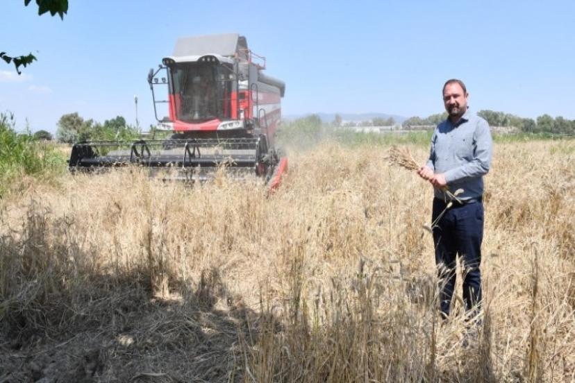 İlk Defa Belediye Arazisinde Buğday Hasadına Başlandı