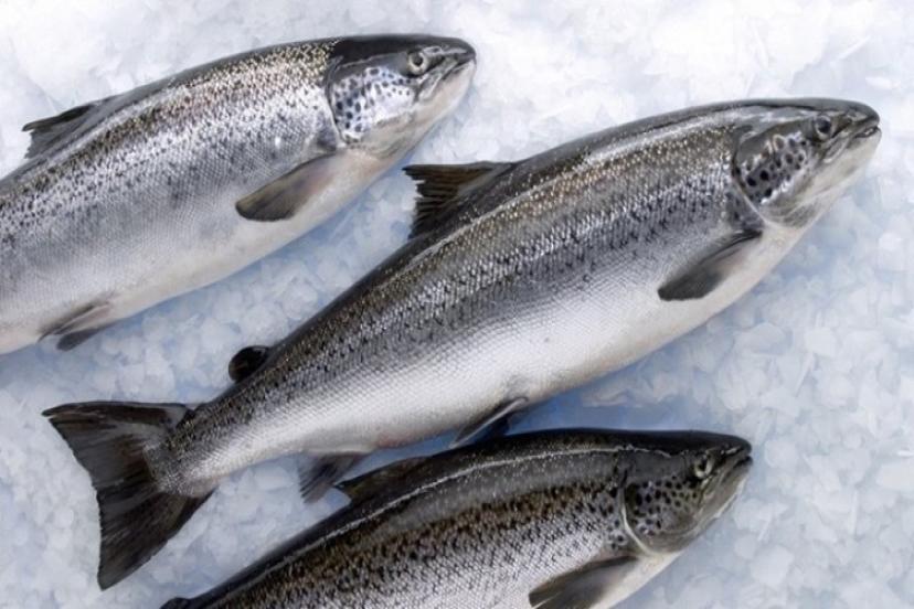 Çin'de Bu Seferde Somon Balığı Paniği: Balıktan Virüs Geçer mi?