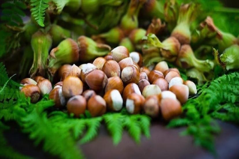 Cumhurbaşkanı Erdoğan Duyurdu! Fındık Alım Fiyatları Belli Oldu