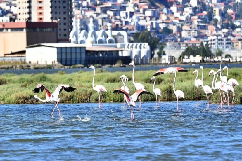 Doğaseverler Flamingo Festivali’nde Buluşacak